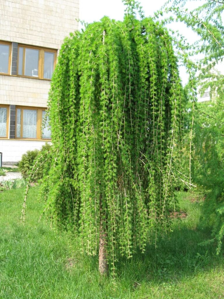 Лиственница Европейская